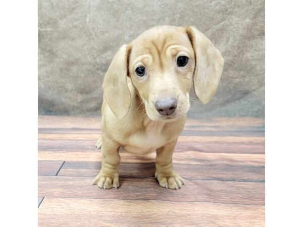 Dachshund-DOG-Female-Red-1792-Petland Gallipolis, OH