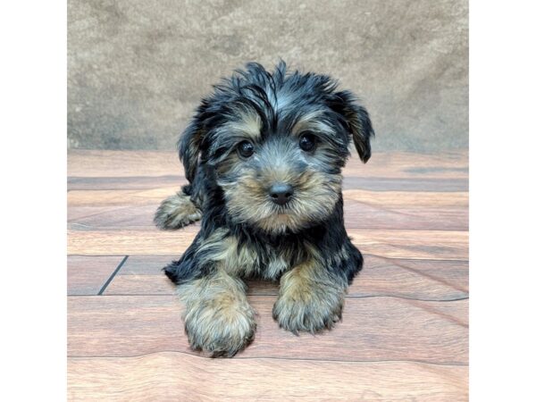 Yorkshire Terrier DOG Male Black / Tan 1791 Petland Gallipolis, OH