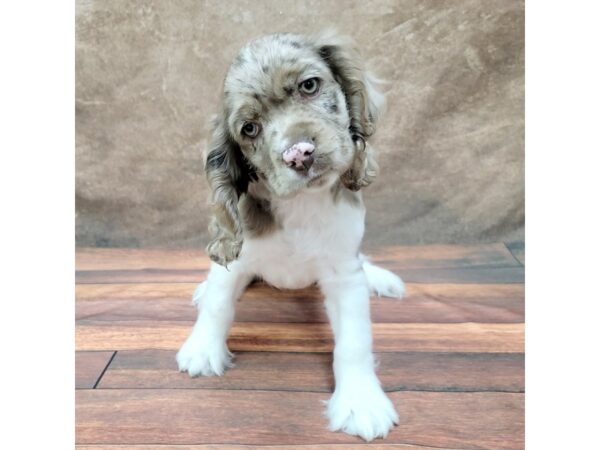 Cocker Spaniel DOG Male Chocolate Roan 1789 Petland Gallipolis, OH