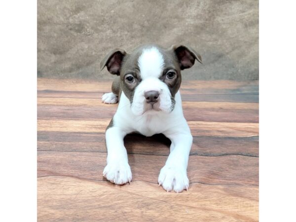 Boston Terrier DOG Female Seal / White 1788 Petland Gallipolis, OH