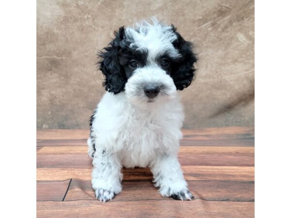 Poodle-DOG-Male-Black-1797-Petland Gallipolis, OH