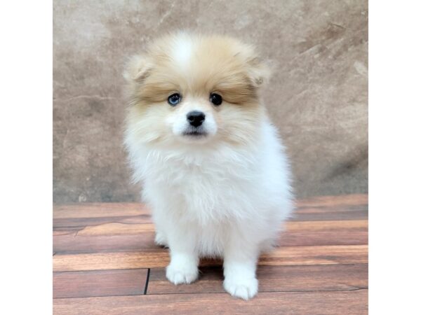 Pomeranian-DOG-Male-Orange-1796-Petland Gallipolis, OH