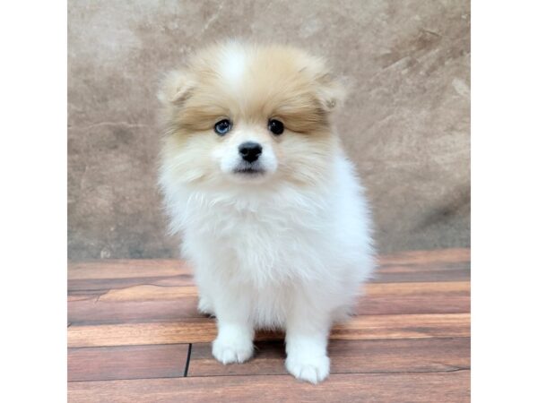 Pomeranian DOG Male Orange 1796 Petland Gallipolis, OH