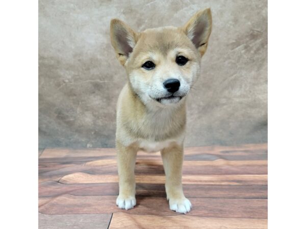 Shiba Inu DOG Female Red 1794 Petland Gallipolis, OH