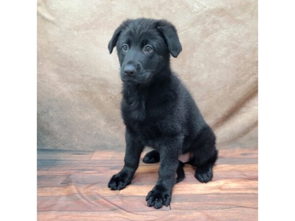 German Shepherd DOG Female Black 1806 Petland Gallipolis, OH