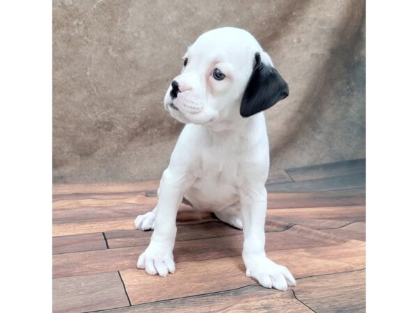 Boxer DOG Female White / Black 1805 Petland Gallipolis, OH