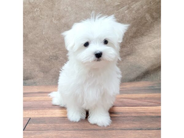 Maltese DOG Male White 1804 Petland Gallipolis, OH