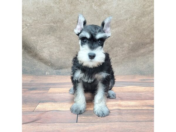 Miniature Schnauzer DOG Male Black / Silver 1803 Petland Gallipolis, OH