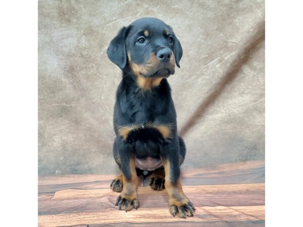 Rottweiler-DOG-Female-Black / Tan-1802-Petland Gallipolis, OH