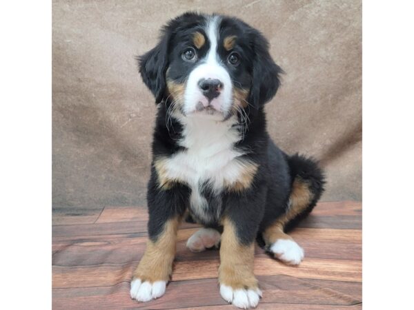 Bernese Mountain Dog-DOG-Male-Black White / Tan-1801-Petland Gallipolis, OH