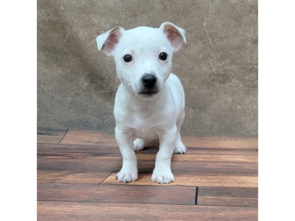 Jack Russell Terrier DOG Male White 1800 Petland Gallipolis, OH