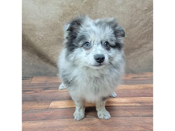 Pomsky DOG Male Blue Merle 1799 Petland Gallipolis, OH