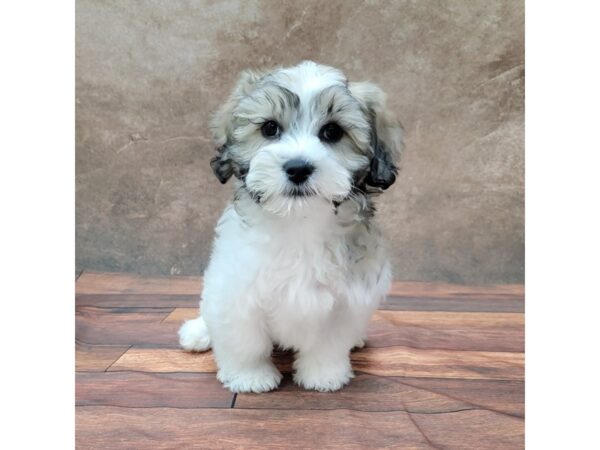 Teddy Bear DOG Male Brown & White 1810 Petland Gallipolis, OH