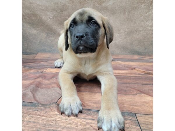 Mastiff DOG Female Fawn 1809 Petland Gallipolis, OH