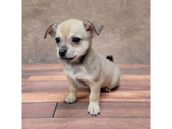 Chihuahua-DOG-Male-Black Sabled Fawn-1808-Petland Gallipolis, OH