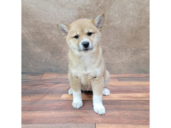 Shiba Inu-DOG-Female-Red-1807-Petland Gallipolis, OH