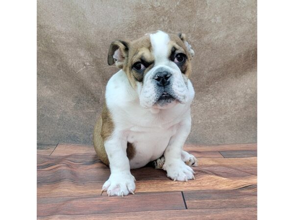 Bulldog DOG Female Red / White 1790 Petland Gallipolis, OH