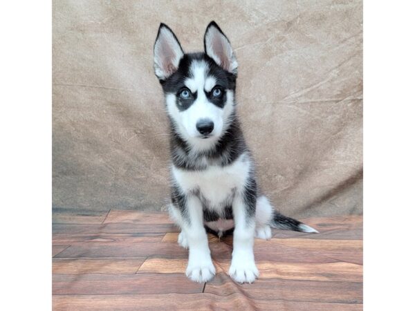 Siberian Husky-DOG-Male-Black / White-1793-Petland Gallipolis, OH