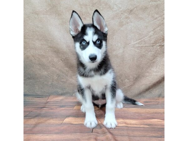 Siberian Husky DOG Male Black / White 1793 Petland Gallipolis, OH