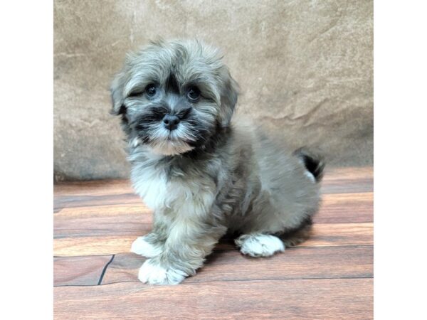 Havanese DOG Male 1817 Petland Gallipolis, OH