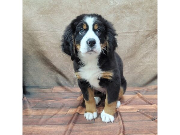 Bernese Mountain Dog-DOG-Female-Tri-1812-Petland Gallipolis, OH