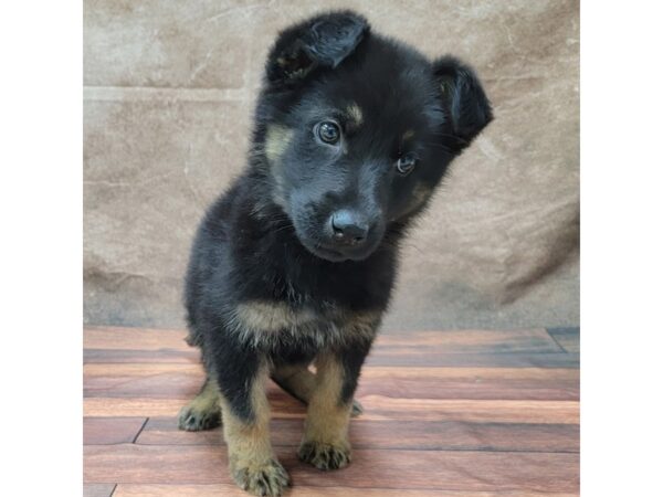 German Shepherd DOG Female Black / Tan 1814 Petland Gallipolis, OH