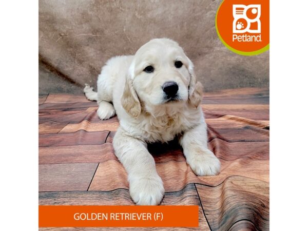 Golden Retriever-DOG-Female-Light Golden-1819-Petland Gallipolis, OH