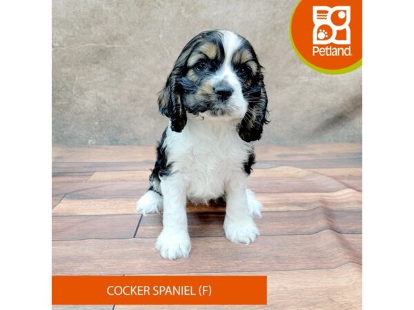 Cocker Spaniel-DOG-Female-Red Sable-1820-Petland Gallipolis, OH