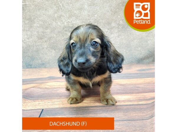 Dachshund DOG Female Red Sable 1821 Petland Gallipolis, OH