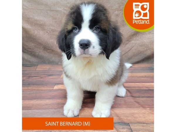 Saint Bernard-DOG-Male-White / Mahogany-1822-Petland Gallipolis, OH