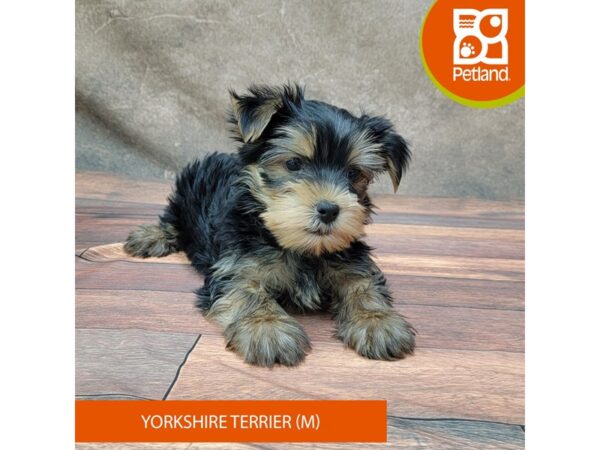 Yorkshire Terrier-DOG-Male-Black / Tan-1825-Petland Gallipolis, OH