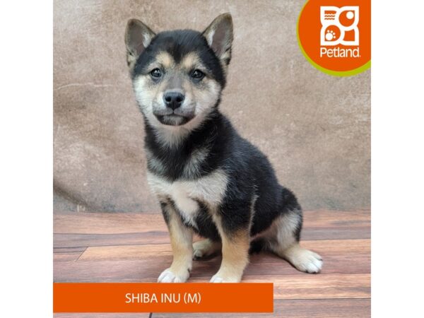 Shiba Inu DOG Male Black / Tan 1826 Petland Gallipolis, OH