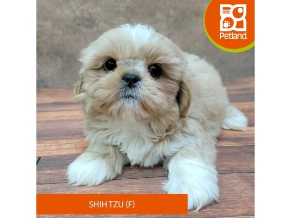 Shih Tzu-DOG-Female-Fawn-1827-Petland Gallipolis, OH