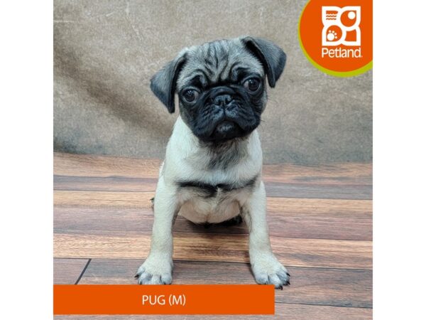 Pug DOG Male Fawn 1828 Petland Gallipolis, OH