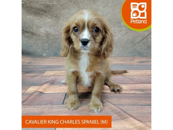 Cavalier King Charles Spaniel DOG Male Red / White 1830 Petland Gallipolis, OH