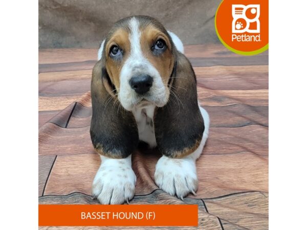 Basset Hound DOG Female Tri-Colored 1831 Petland Gallipolis, OH