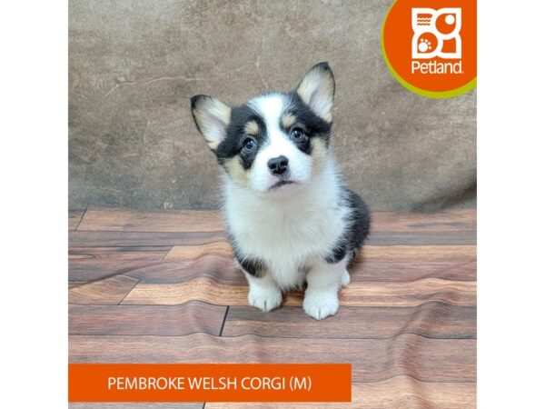 Pembroke Welsh Corgi DOG Male Tri-Colored 1832 Petland Gallipolis, OH