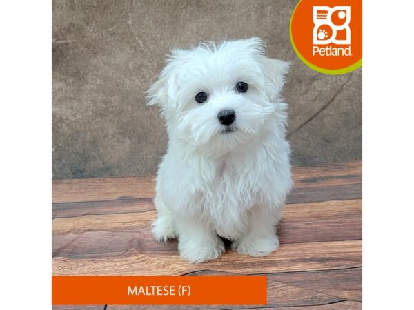 Maltese-DOG-Female-White-1833-Petland Gallipolis, OH