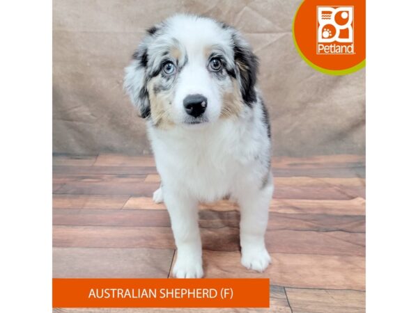 Australian Shepherd DOG Female Blue Merle 1813 Petland Gallipolis, OH