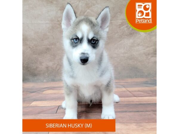 Siberian Husky DOG Male Agouti / White 1836 Petland Gallipolis, OH