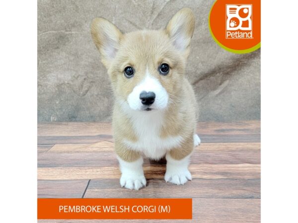 Pembroke Welsh Corgi-DOG-Male-Sable / White-1835-Petland Gallipolis, OH