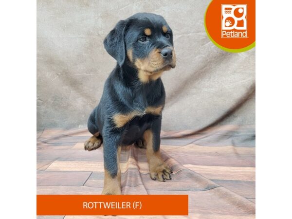 Rottweiler-DOG-Female-Black / Rust-1834-Petland Gallipolis, OH