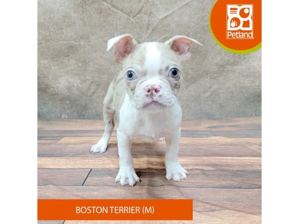 Boston Terrier-DOG-Male-Red Merle-1823-Petland Gallipolis, OH