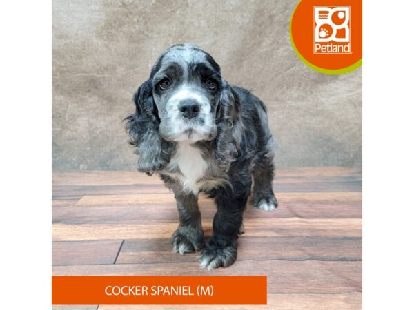 Cocker Spaniel-DOG-Male-Blue Roan-1839-Petland Gallipolis, OH