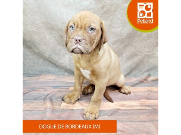 Dogue De Bordeaux-DOG-Male-Mahogany-1840-Petland Gallipolis, OH