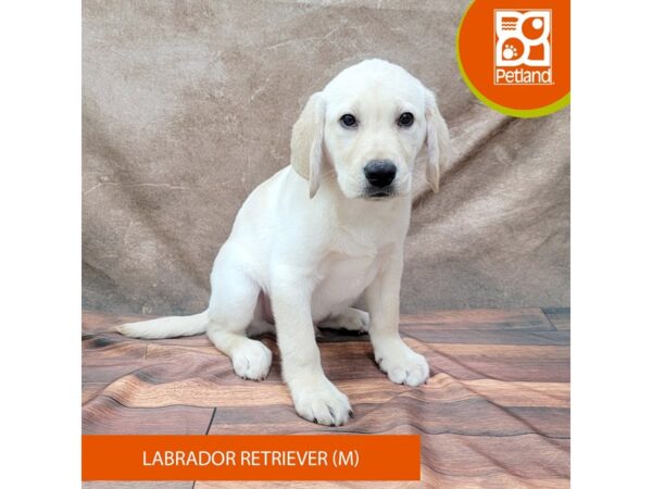 Labrador Retriever DOG Male Yellow 1824 Petland Gallipolis, OH