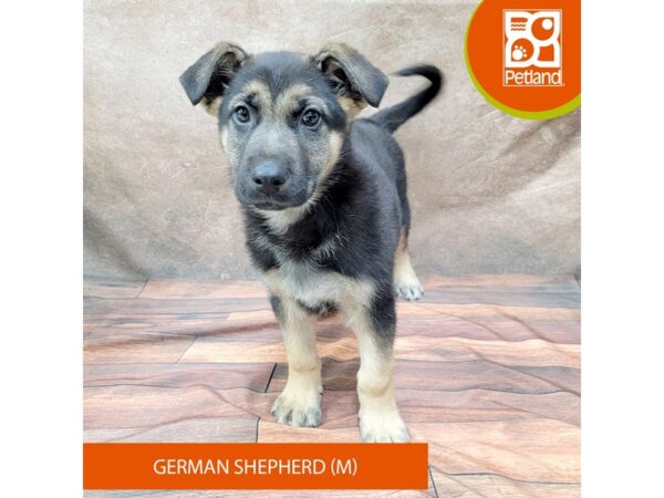 German Shepherd Dog DOG Male Black / Tan 1841 Petland Gallipolis, OH