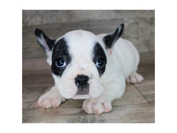 French Bulldog-DOG-Female-Black-1851-Petland Gallipolis, OH
