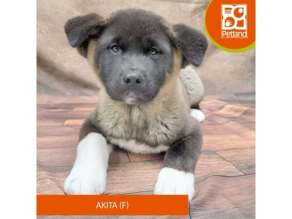 Akita DOG Female Black / White 1837 Petland Gallipolis, OH