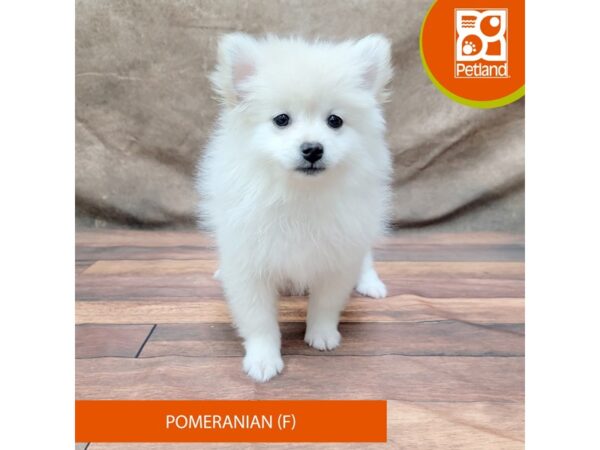 Pomeranian DOG Female Cream 1852 Petland Gallipolis, OH